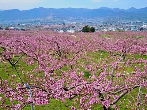 山梨はピンク一色に