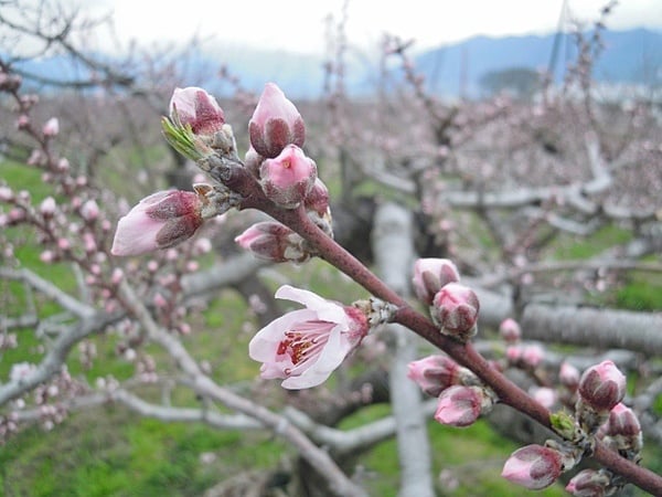 桃の花