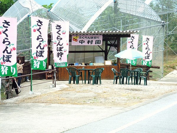 山梨　さくらんぼ狩り中村園