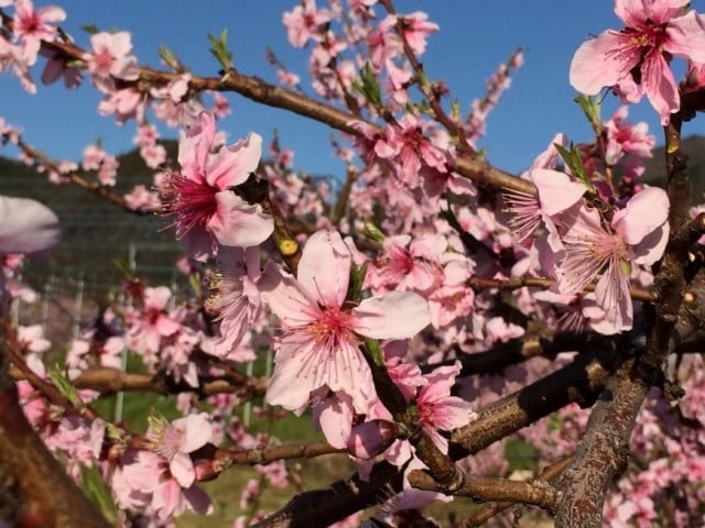 桃の花　山梨で満開