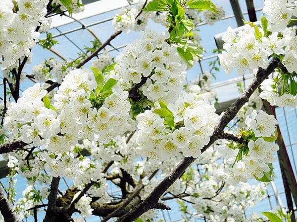 満開のさくらんぼの花