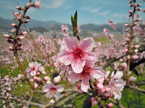 桃の花