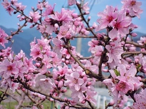 満開の桃の花